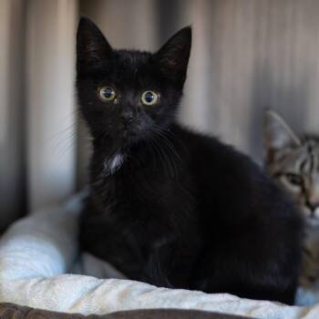 Lily -  Domestic Short Hair Cat for Adoption - Lily | PetCurious
