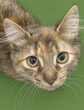 Daffodil 1429-26 -  Domestic Medium Hair and Domestic Short Hair Cat for Adoption in Cumming, Georgia - Daffodil 1429-26 | PetCurious