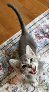 Rescue Domestic Short Hair Cats for Adoption in Trenton, New Jersey - Miss Ophelia | PetCurious