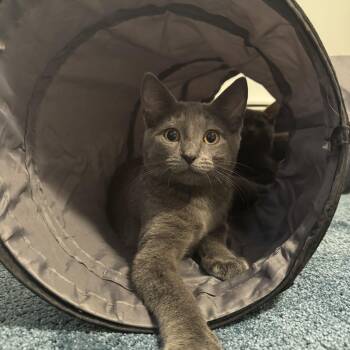 Petra -  Domestic Short Hair and Russian Blue Cat for Adoption in Mastic, New York - Petra | PetCurious