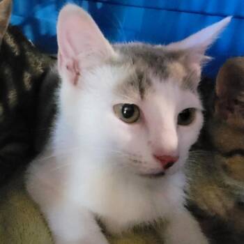 Artemis -  Domestic Short Hair Cat for Adoption in Waldorf, Maryland - Artemis | PetCurious