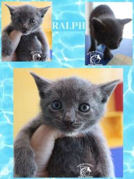 RALPH -  Domestic Short Hair Cat for Adoption in Kenansville, North Carolina - RALPH | PetCurious