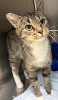 Honey Bee -  Domestic Short Hair Cat for Adoption in Ellijay, Georgia - Honey Bee | PetCurious