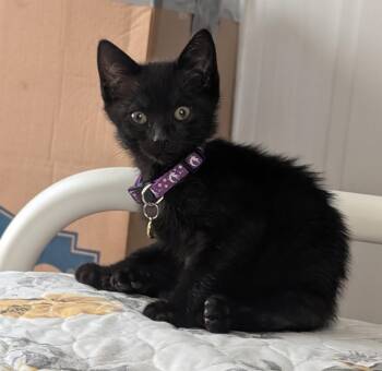 Rescue Domestic Short Hair Cats for Adoption in Abbeville, South Carolina - Merlin | PetCurious