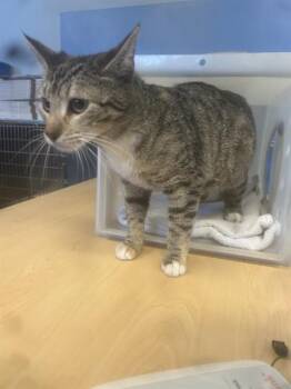 Domestic Short Hair Cats Available for Adoption - A1402763 | PetCurious