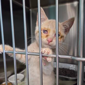 Ghoulia -  Domestic Short Hair Cat for Adoption in Parkersburg, West Virginia - Ghoulia | PetCurious