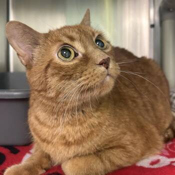 American Shorthair Cats Available for Adoption in Emporia, Kansas - Leo | PetCurious