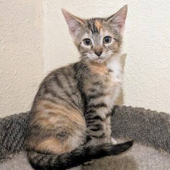 American Shorthair Cats Available for Adoption in Boerne, Texas - Lovey Dovey | PetCurious
