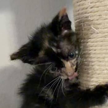 Grace -  Domestic Medium Hair Cat for Adoption in Midland, Texas - Grace | PetCurious
