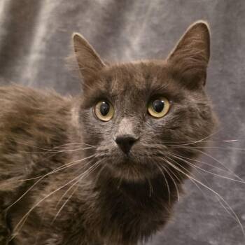 Hazelnut -  Domestic Short Hair Cat for Adoption in Glenfield, New York - Hazelnut | PetCurious