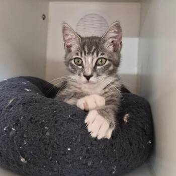 Fire Cracker -  Domestic Short Hair Cat for Adoption in Riverside, California - Fire Cracker | PetCurious