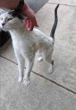 Domestic Short Hair Cats Available for Adoption in San Antonio, Texas - SKINNYJEANS | PetCurious