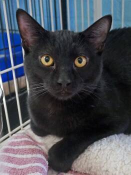 Bombay Cats Available for Adoption - Ross | PetCurious