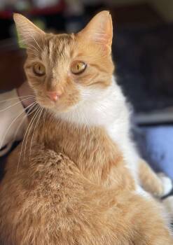 Rescue Domestic Short Hair Cats for Adoption in Ocean Springs, Mississippi - Rusty - AKA Rustoleum | PetCurious