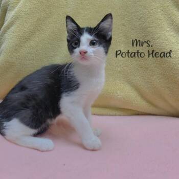 Mrs. Potato Head -  Domestic Short Hair Cat for Adoption in Parkersburg, West Virginia - Mrs. Potato Head | PetCurious