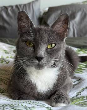 Darling -  Tuxedo Cat Available for Adoption in Hood River, Oregon - Darling | PetCurious
