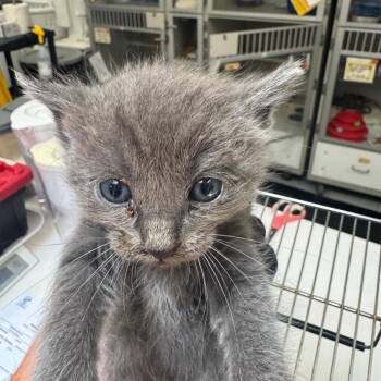 Professor Beans -  Domestic Medium Hair Cat for Adoption in Grantsville, Utah - Professor Beans | PetCurious