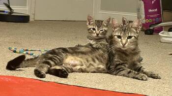Domestic Short Hair Cats Available for Adoption in Pittsboro, North Carolina - Ralph | PetCurious