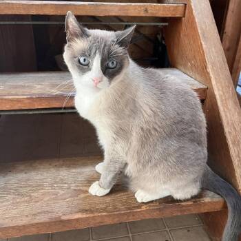 Sterling -  Domestic Short Hair and Mixed Breed Cat for Adoption in Morgan Hill, California - Sterling | PetCurious