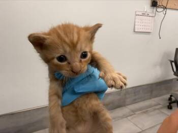 TOPAZ -  Domestic Short Hair Cat for Adoption in Charlotte, North Carolina - TOPAZ | PetCurious