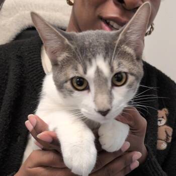 Cinder Smudge -  Domestic Short Hair Cat for Adoption in Hattiesburg, Mississippi - Cinder Smudge | PetCurious