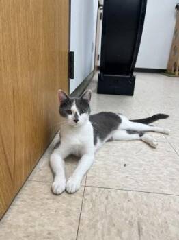 Mona -  Domestic Short Hair Cat for Adoption in Potsdam, New York - Mona | PetCurious