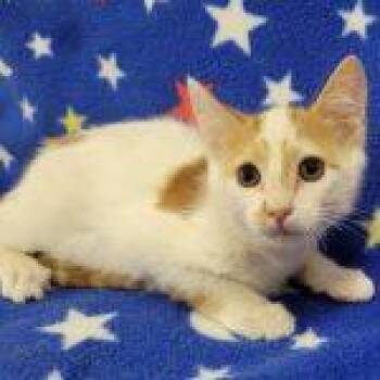 Boomer -  Domestic Short Hair Cat for Adoption in Green Valley, Arizona - Boomer | PetCurious