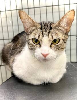Melon -  Domestic Short Hair Cat for Adoption in Thousand Oaks, California - Melon | PetCurious
