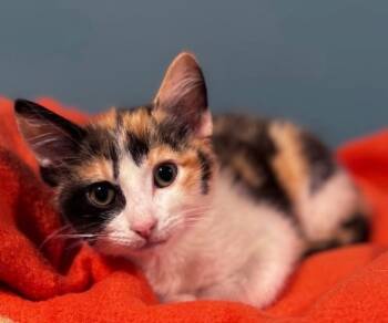 Rescue Domestic Short Hair Cats for Adoption in Waynesville, Missouri - May | PetCurious