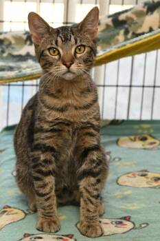 Rescue Domestic Short Hair Cats for Adoption in Baton Rouge, Louisiana - Noodle | PetCurious