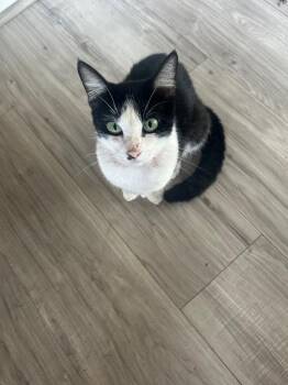 Polly -  Domestic Short Hair Cat for Adoption in Mountain Home, Arkansas - Polly | PetCurious