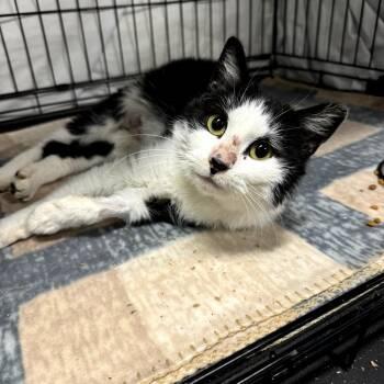 Wendy -  Domestic Medium Hair Cat for Adoption - Wendy | PetCurious