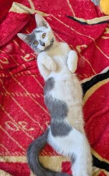 Russian Blue Cats Available for Adoption in Anthem, Arizona - Saber - Stanley Cup Litter | PetCurious