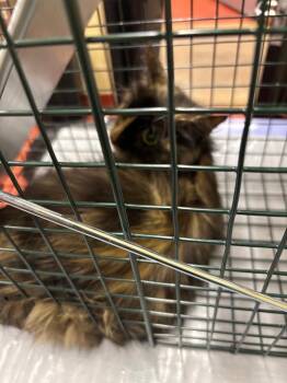 Arizona TNR -  Domestic Medium Hair Cat for Adoption in Douglasville, Georgia - Arizona TNR | PetCurious