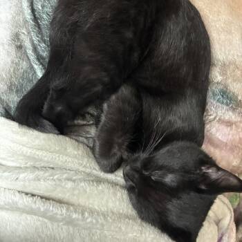 Domestic Short Hair Cats Available for Adoption in Farmington, Minnesota - Baldy Spot | PetCurious