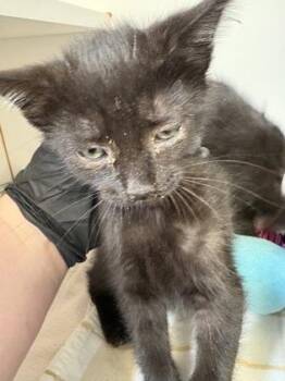 Krobus (orange collar) -  Domestic Short Hair Cat for Adoption in Fairfax, Virginia - Krobus (orange Collar) | PetCurious