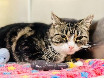 Rescue Domestic Short Hair Cats for Adoption in Jackson Township, New Jersey - Muffin | PetCurious