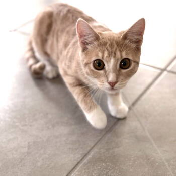 Rescue Domestic Short Hair Cats for Adoption in St. Cloud, Florida - Rain | PetCurious