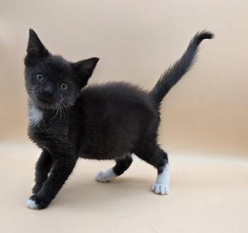 Beans -  Domestic Short Hair and Tuxedo Cat for Adoption in Mobile, Alabama - Beans | PetCurious