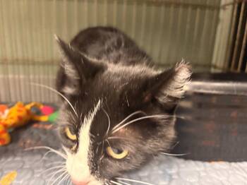 Snickers -  Domestic Short Hair Cat for Adoption in Rensselaer, Indiana - Snickers | PetCurious