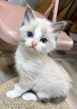 William - Sweet and affectionate -  Siamese Cat Available for Adoption in Muskego, Wisconsin - William - Sweet And Affectionate | PetCurious