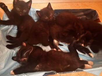 Mute -  Domestic Short Hair Cat for Adoption in Alafaya, Florida - Mute | PetCurious