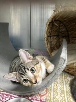 Cosmo Marie Bonded With Gimlet Marie -  Tabby and Calico Cat for Adoption in Chandler, Arizona - Cosmo Marie Bonded With Gimlet Marie | PetCurious