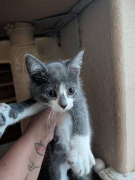 Russian Blue and Domestic Short Hair Cats Available for Adoption - Blue Lagoon | PetCurious