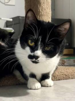 Dottie -  Domestic Short Hair Cat for Adoption in Fairfax, Virginia - Dottie | PetCurious