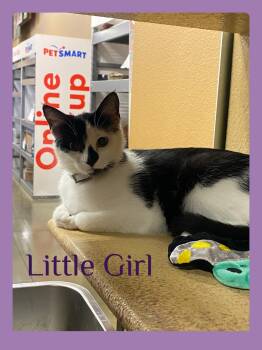 Tabby Cats Available for Adoption in Lawton, Oklahoma - LITTLE GIRL | PetCurious