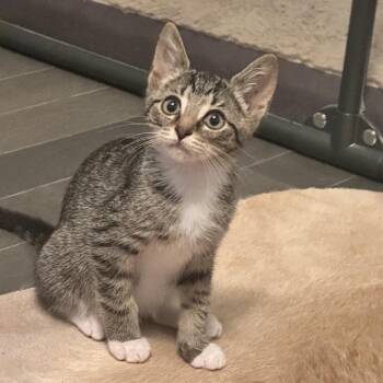 Sebastian -  Domestic Short Hair Cat for Adoption in Fairfax Station, Virginia - Sebastian | PetCurious