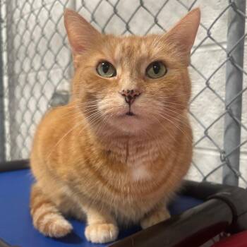 Pumpkin 70C26 -  Domestic Short Hair Cat for Adoption in Napoleon, Ohio - Pumpkin 70C26 | PetCurious