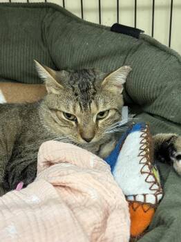 CHASE -  Tabby Cat for Adoption in Smithtown, New York - CHASE | PetCurious