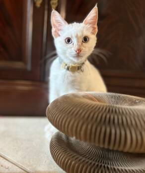 Rescue Siamese Cats for Adoption in Boerne, Texas - As You Like It | PetCurious